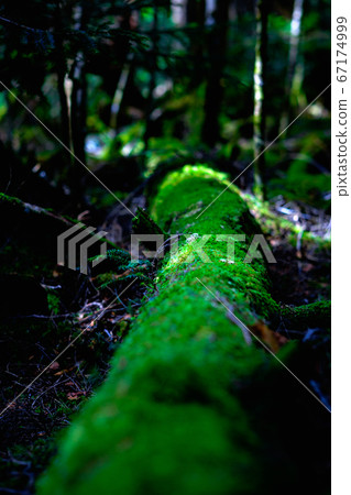 苔蘚森林:白rak池 苔蘚森林:白rak池 67174999
