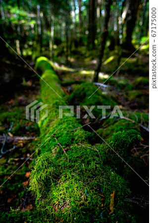 苔蘚森林:白rak池 苔蘚森林:白rak池 67175000
