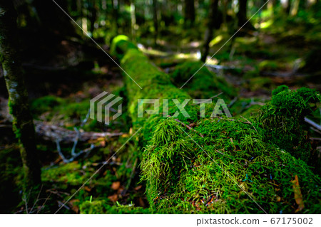 苔蘚森林:白rak池 苔蘚森林:白rak池 67175002
