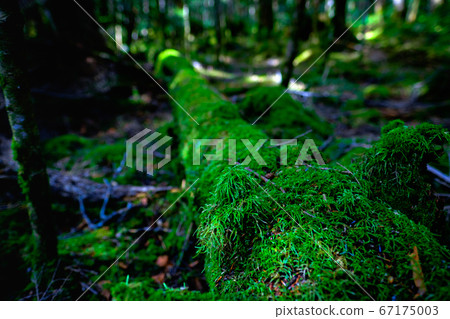 苔蘚森林:白rak池 苔蘚森林:白rak池 67175003