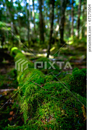 苔蘚森林:白rak池 苔蘚森林:白rak池 67175004