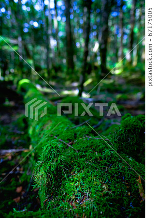 苔蘚森林:白rak池 苔蘚森林:白rak池 67175005