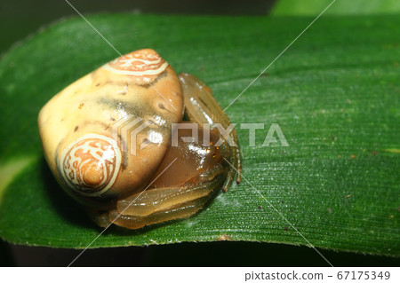 Otorino Fundamesi(女) Otorino Fundamesi(女) 67175349