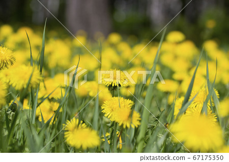 Blossoming bright yellow dandelionsin the park in spring. Dandelion flowers close up. 67175350