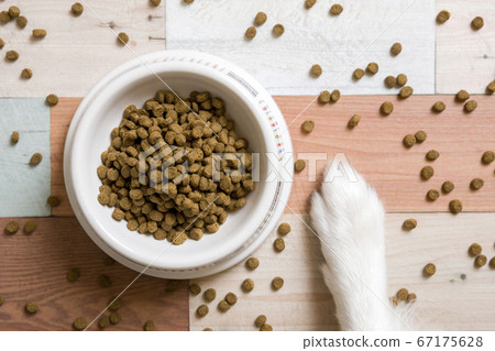 Dog food Pet food image Dog food and dog hands 67175628