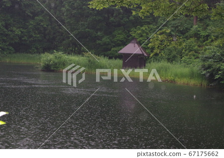 Two thousand years Lotus 67175662