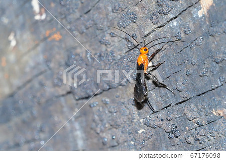 Muneacas thornfly 67176098