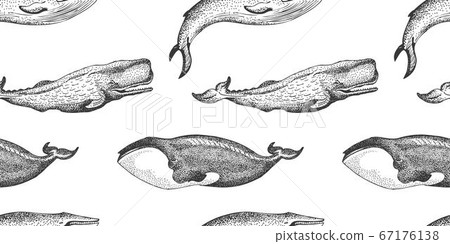 Graphical seamless pattern with set of whales isolated on white background. Sperm whale, blue whale and Greenland right whale illustration, endangered marine animal concept. Educational wildlife Graphical seamless pattern with set of whales isolated on white background. Sperm whale, blue whale and Greenland right whale illustration, endangered marine animal concept. Educational wildlife 67176138