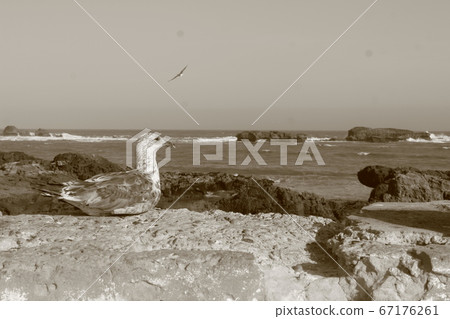 俯瞰世界遺產的港口小鎮和水禽 俯瞰世界遺產的港口小鎮和水禽 67176261