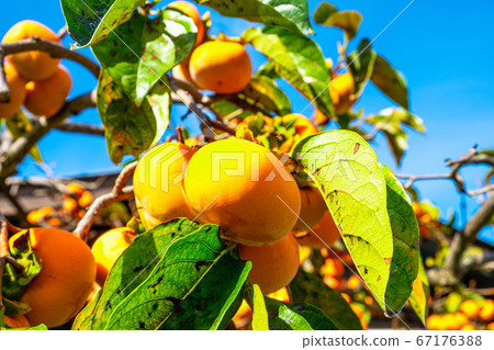 Persimmon nuts Persimmon nuts 67176388