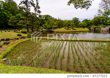（滋賀縣）彥根城/ Gennoen花園修復稻田 67177015