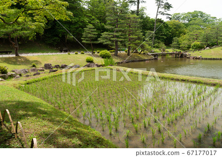 (滋賀縣)彥根城/ Gennoen花園修復稻田 (滋賀縣)彥根城/ Gennoen花園修復稻田 67177017