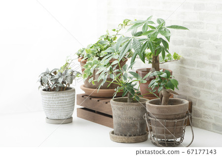 Plant decor interior 67177143