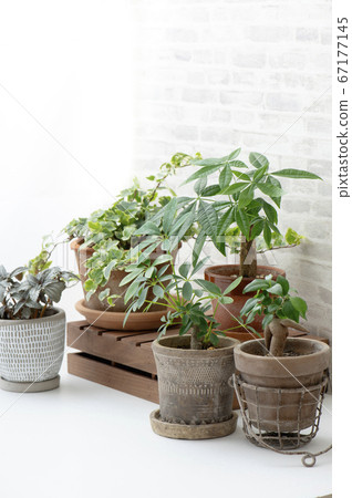 植物裝飾室內 植物裝飾室內 67177145