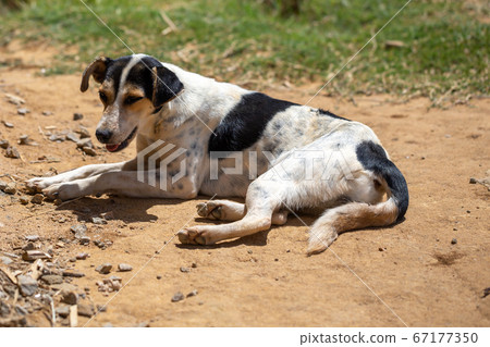A street dog on the island of Madagascar A street dog on the island of Madagascar 67177350