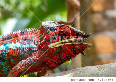 Colorful chameleon on a branch in a national park Colorful chameleon on a branch in a national park 67177363