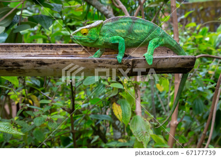 A chameleon in close-up in a national park on 67177739