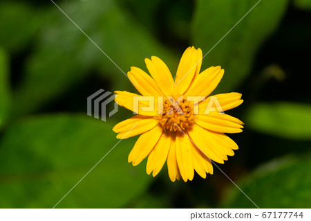 Exotic flowers of the island of Madagascar Exotic flowers of the island of Madagascar 67177744