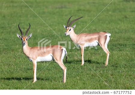Grant gazelles on a green pasture in a national Grant gazelles on a green pasture in a national 67177752