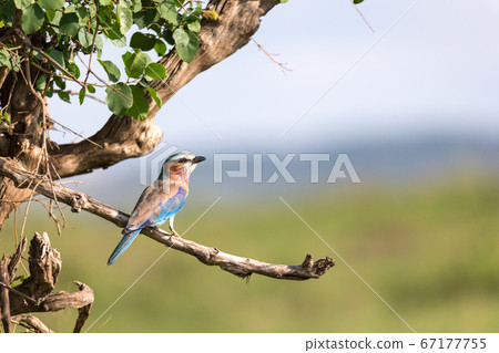 A lilac breast roll sits on a tree branch 67177755