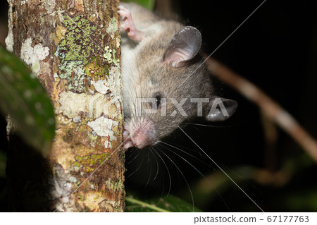 A Madagascar rat climbs on the branches of a tree A Madagascar rat climbs on the branches of a tree 67177763