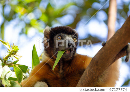 A Sifaka lemur that has made itself comfortable in 67177774