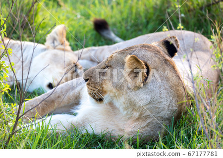 A closeup of a lioness trying to rest in the grass A closeup of a lioness trying to rest in the grass 67177781