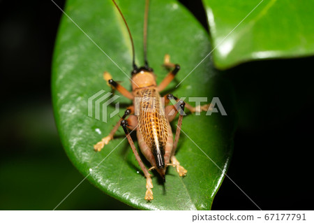 Native species of insects in the rainforest Native species of insects in the rainforest 67177791