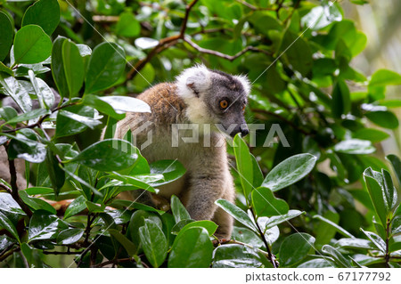 A lemur on a tree, between the foliage in a A lemur on a tree, between the foliage in a 67177792
