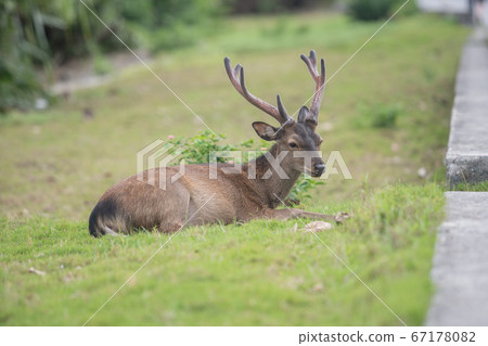 Keramaka Akajima 67178082