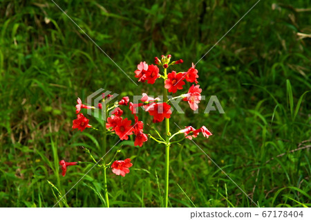 清洗紅花 清洗紅花 67178404