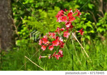 清洗紅花 清洗紅花 67178405
