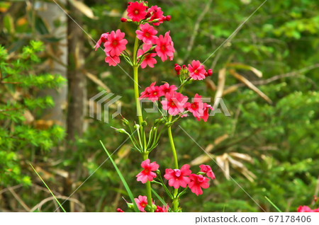 清洗紅花 清洗紅花 67178406