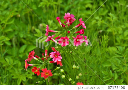 清洗紅花 清洗紅花 67178408