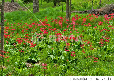 Cleanse red flower Cleanse red flower 67178413