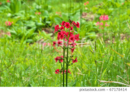 Cleanse red flower 67178414