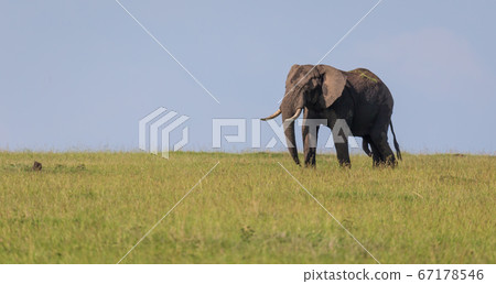 A lonely elephant walks through the savannah 67178546