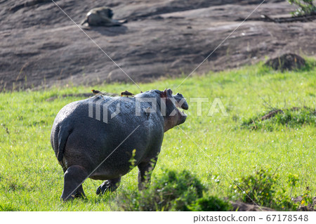 A hippopotamus runs on a grass meadow 67178548