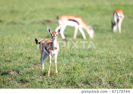 Thomson gazelles in the middle of a grassy 67178549