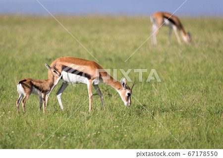 Thomson gazelles in the middle of a grassy Thomson gazelles in the middle of a grassy 67178550