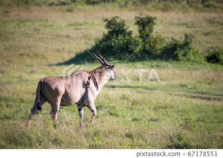 Eland, the largest antelope, in a meadow in the Eland, the largest antelope, in a meadow in the 67178551
