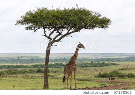 A Maasai giraffe stands under a tree A Maasai giraffe stands under a tree 67178561