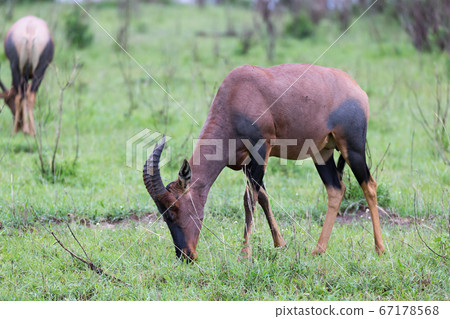 Topi Gazelle in the Kenyan savanna amidst a grassy 67178568