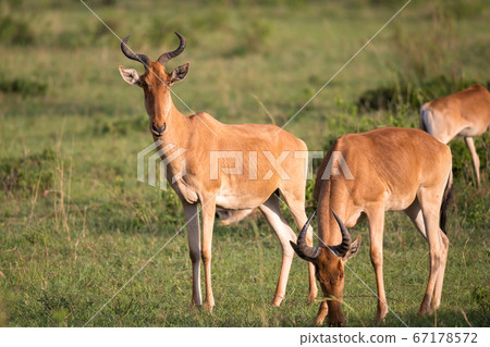 Some antelopes in the grass landscape of Kenya Some antelopes in the grass landscape of Kenya 67178572