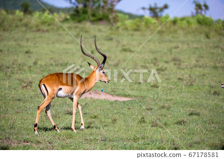 Some antelopes in the grass landscape of Kenya Some antelopes in the grass landscape of Kenya 67178581