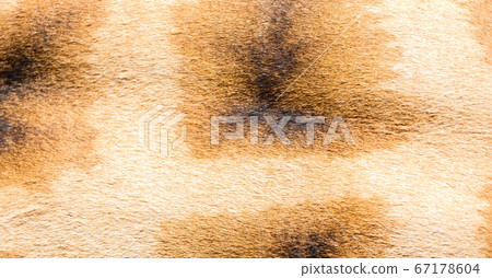 The fur of a giraffe in close-up 67178604