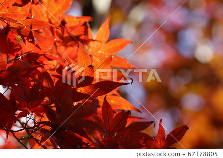 Tottori walk in the seasons Autumn Autumn leaves Toyokoneji 67178805