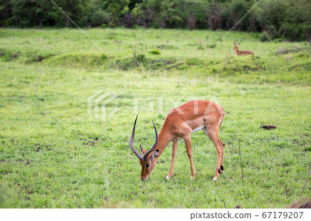Some antelopes in the grass landscape of Kenya Some antelopes in the grass landscape of Kenya 67179207