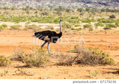 An ostrich family runs through the savanna of 67179236