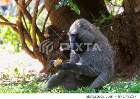 A baboon has found a fruit and eats it 67179257
